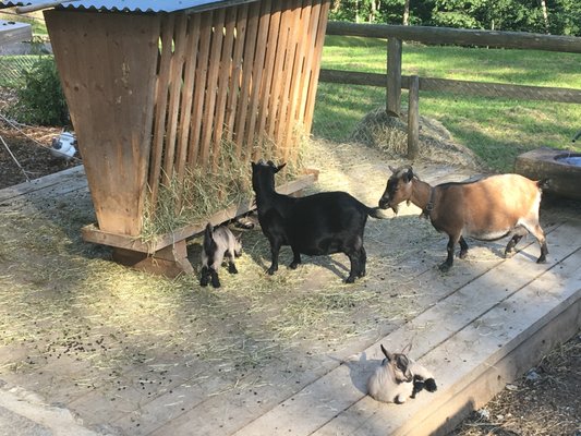 Ballenberg, Swiss Open-Air Museum by null