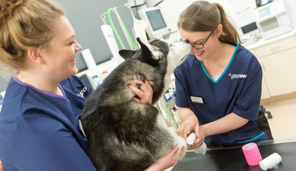 VETS NOW BATH Rosemary Lodge, Bath, Wiltshire, United Kingdom