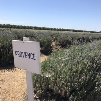 Araceli Farms - Attraction Farms Near Me - Dixon, California Araceli Farms - Attraction Farms Near Me - Dixon, California