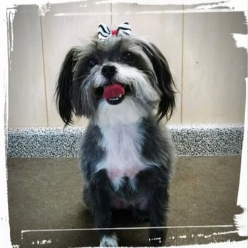Lakeside Pet Salon - Pet Sitting Near Me - Leesburg, Alabama Lakeside Pet Salon - Pet Sitting Near Me - Leesburg, Alabama