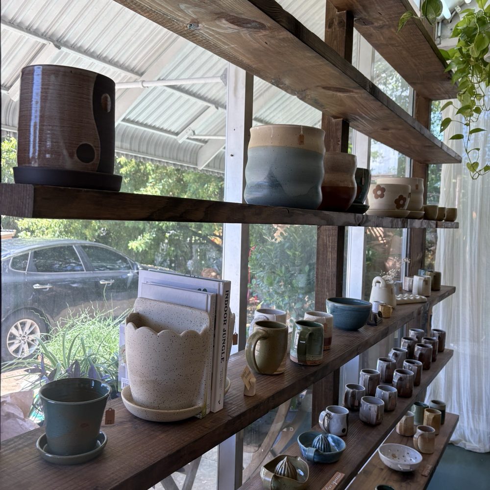 Best Places to Buy Plants Tampa Florida: Top Local Nurseries Revealed