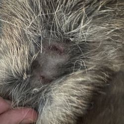 Canine Connections - These are just a few!