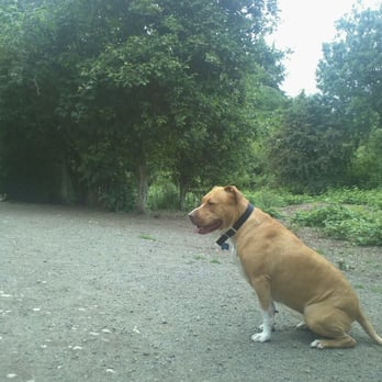 Highland Park Playground - Maxine at the dog park - Parks Near Me - Seattle, Washington Highland Park Playground - Maxine at the dog park - Parks Near Me - Seattle, Washington