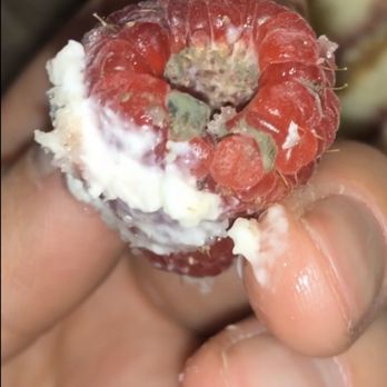 Simple Simon's Bakery & Bistro - Upon further inspecting however....MOLD! - Bakeries Near Me - Riverside, California