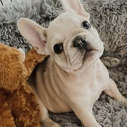 Animal Hospital of Newport Hills - My baby Cuban