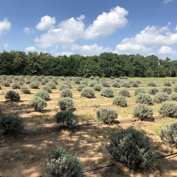 Lavender Ridge Farms - Lavender field (not in season) - Nurseries & Gardening Near Me - Gainesville, Texas Lavender Ridge Farms - Lavender field (not in season) - Nurseries & Gardening Near Me - Gainesville, Texas