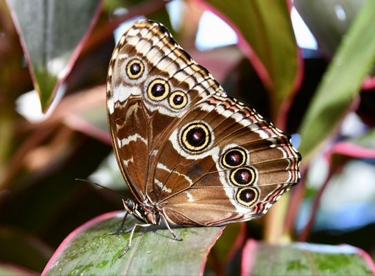The Key West Butterfly and Nature Conservatory by null