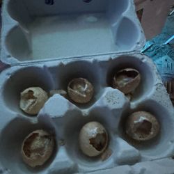 Sunshine Pani Puri - Apple pie dessert