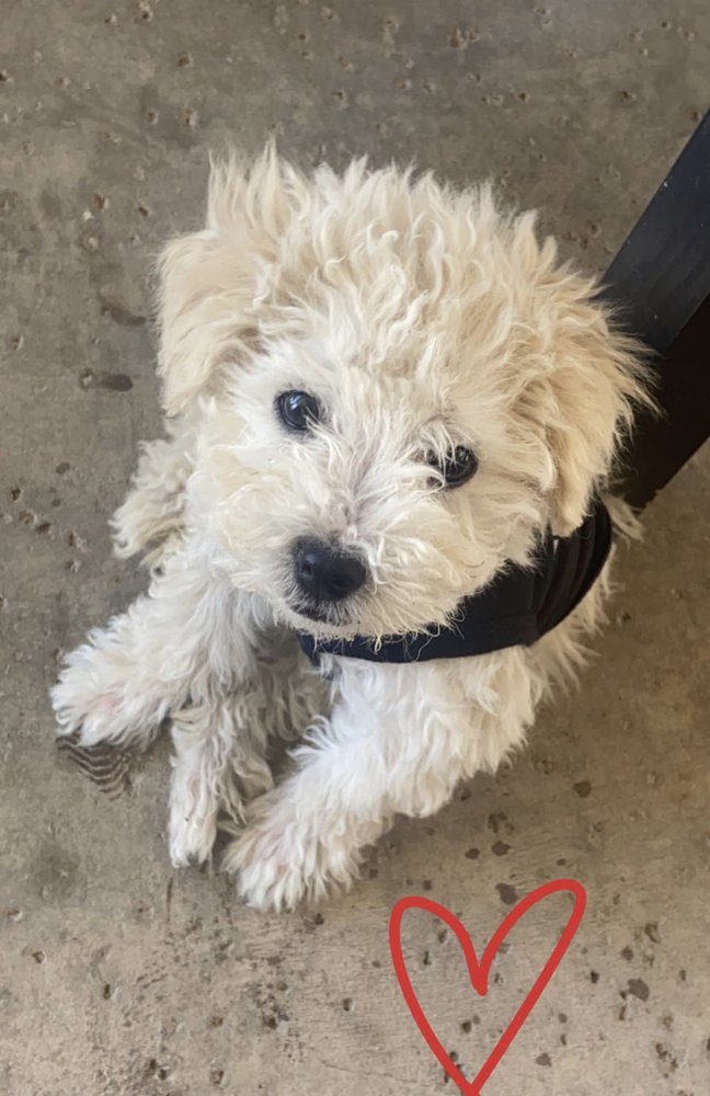 CASPER’S PET GROOMING Updated September 2024 43 Photos & 29 Reviews