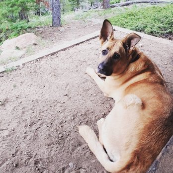 Pets R US - Maxine enjoying some rest at camp. - Veterinarians Near Me - Commerce City, Colorado Pets R US - Maxine enjoying some rest at camp. - Veterinarians Near Me - Commerce City, Colorado