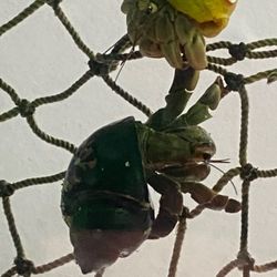 Shell Port - Two hermit crabs on a rope