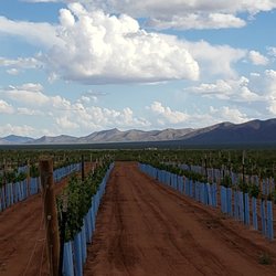 Hofmann Vineyards - The view to the South end of the vineyard and the Mules.