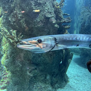 Downtown Aquarium - Museums Near Me - Denver, Colorado Downtown Aquarium - Museums Near Me - Denver, Colorado