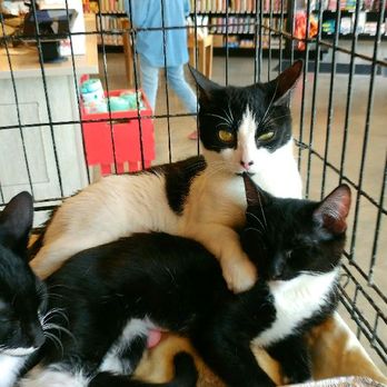 No Feline Left Behind - Cats at an Adoption Event - Pet Adoption Near Me No Feline Left Behind - Cats at an Adoption Event - Pet Adoption Near Me