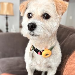 Heart + Paw