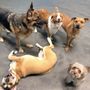 Doggy Land