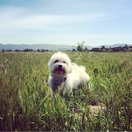 @kimocoton at Alston Park!