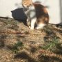 Photo of Pack Runner