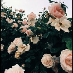 Rose and Honey