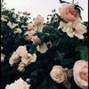 Rose and Honey gift card