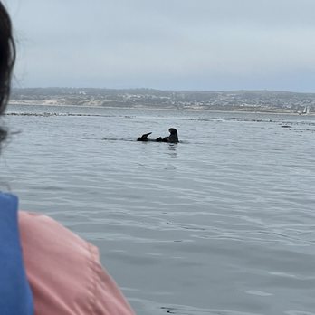 Adventures By The Sea - More sea otters - Tours Near Me - Monterey, California Adventures By The Sea - More sea otters - Tours Near Me - Monterey, California