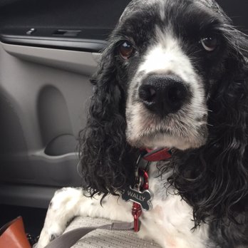 Gresham Animal Hospital - Wally is a 5 year old Merle Cocker Spaniel. - Veterinarians Near Me - Gresham, Oregon