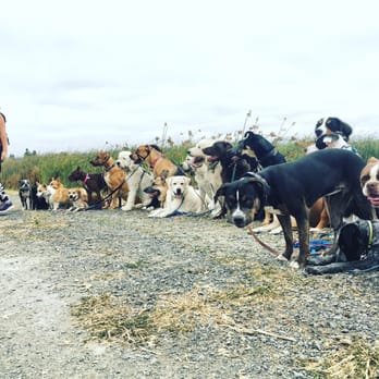 Four The Paws - Pet Training Near Me Four The Paws - Pet Training Near Me