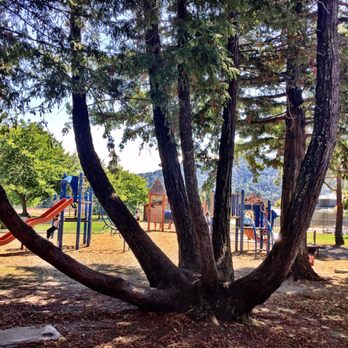 Piper Park - Is this a Redwood? - Parks Near Me - Larkspur, California