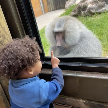 Zoo Knoxville - Zoos Near Me - Knoxville, Tennessee Zoo Knoxville - Zoos Near Me - Knoxville, Tennessee
