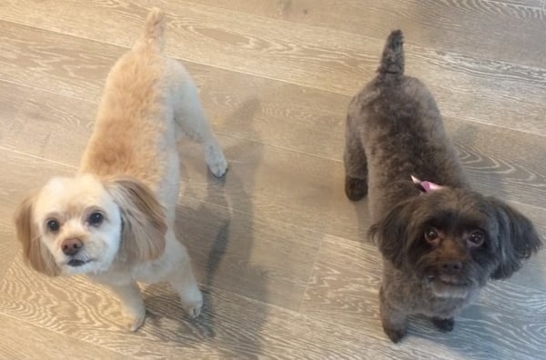 Hair Of The Dog Wash and Groom by null