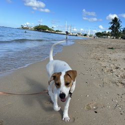 Poi Dogs and Popoki