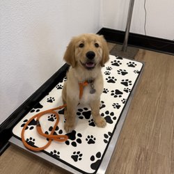 Fair Oaks Ranch Veterinary Hospital - Lobby scale