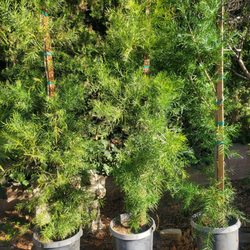 Jurupa Nursery - Podocarpus for privacy