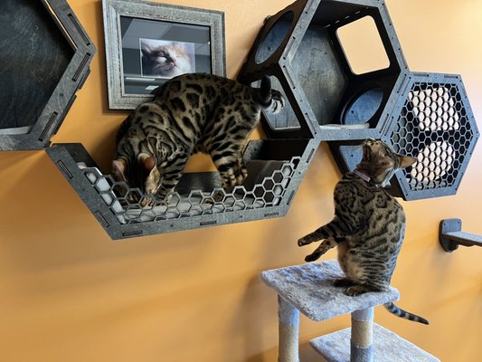 SMITTEN KITTEN CAT CAFE - Updated April 2025 - 76 Photos & 24 Reviews