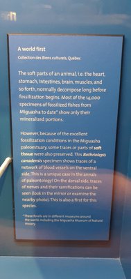 Miguasha National Park by null