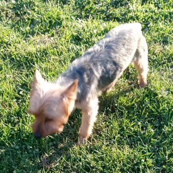 Balmorhea Kennels - Pet Sitting Near Me - Dayton, Ohio