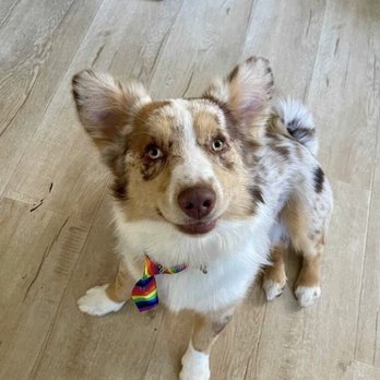 Quick Grooming Pet Salon - Cosme is not too late to the Pride celebrations, is he? A nice touch from Wallyson! - Pet Groomers Near Me Quick Grooming Pet Salon - Cosme is not too late to the Pride celebrations, is he? A nice touch from Wallyson! - Pet Groomers Near Me