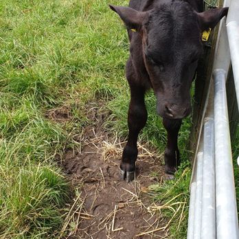 Love Gorgie Farm - Zoos Near Me - Edinburgh, EDH Love Gorgie Farm - Zoos Near Me - Edinburgh, EDH
