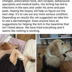 Hope Service Dogs