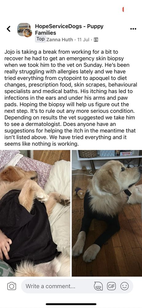 Hope Service Dogs Image