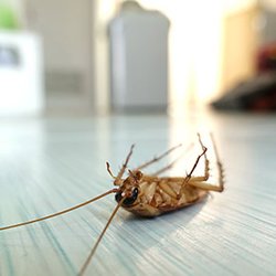 Marks Pest Control - Cockroach Control