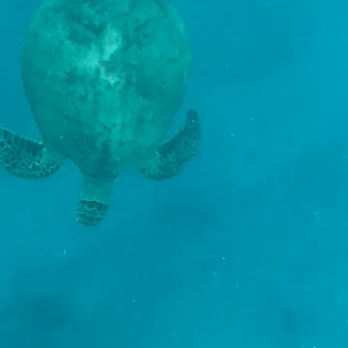 Iruka Hawaii Dolphin - Snorkeling Near Me - Honolulu, Hawaii