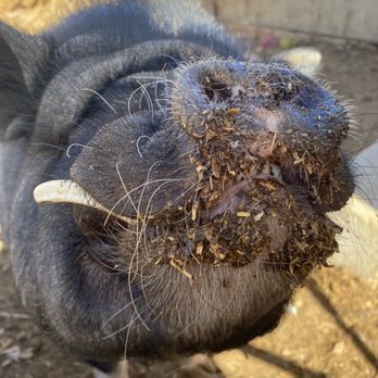 McKee Ranch - Overgrown tusks on the pig. - Ranches Near Me - Las Vegas, Nevada McKee Ranch - Overgrown tusks on the pig. - Ranches Near Me - Las Vegas, Nevada