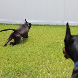 Bay Paws Pet Resort - Valentine has the Zoomies!