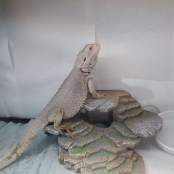 Mystic Dragon's Lair - Falkor, he is the one male of our 4 bearded dragons who live at our store. - Reiki Near Me - Medina, New York Mystic Dragon's Lair - Falkor, he is the one male of our 4 bearded dragons who live at our store. - Reiki Near Me - Medina, New York
