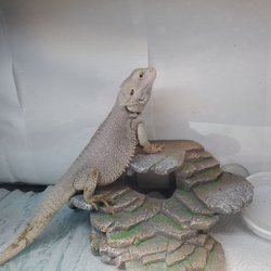 Mystic Dragon's Lair - Falkor, he is the one male of our 4 bearded dragons who live at our store.
