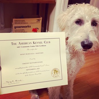 Love A Labradoodle - One of her AKC certificates. - Pet Training Near Me