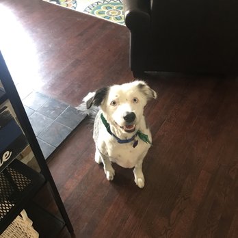 Dog Holliday Grooming - Pet Groomers Near Me - Englewood, Colorado Dog Holliday Grooming - Pet Groomers Near Me - Englewood, Colorado