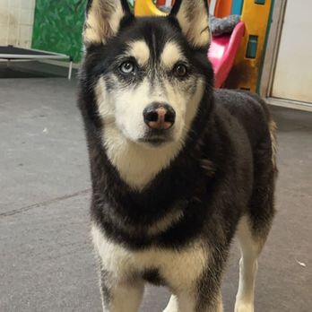 The Dog Bark - Handsome boy Meeko - Pet Sitting Near Me - Salem, Oregon