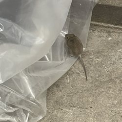 Big Lots - Mice that live in some of the mattresses